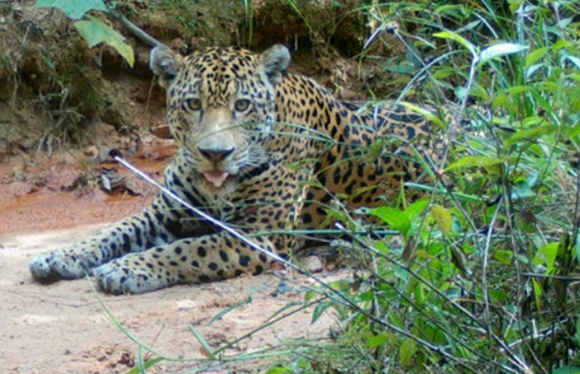 BIODIVERSITY CONSERVATION-Guangdong Handar